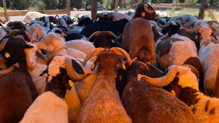 Kocaeli'de kurbanlıklar görücüye çıkmaya başladı