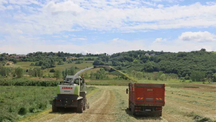 Kocaeli'de süt otu hasadı başladı