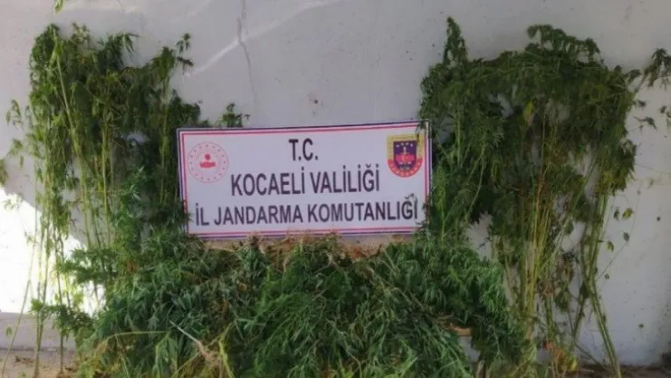 Kocaeli'de 251 kök kenevir ele geçirildi!
