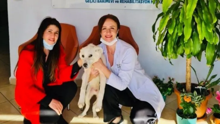 Körfez'de 55 sokak hayvanı sahiplendirildi