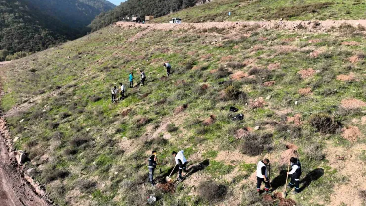 Körfez'e 3 bin 300 Toros sediri dikilecek