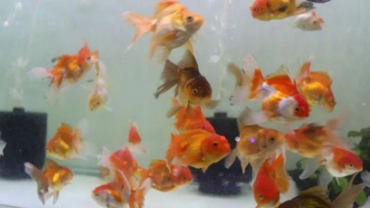 Korona virüs akvaryum balığı ithalatını vurunca fiyatlar yüzde 100 arttı 