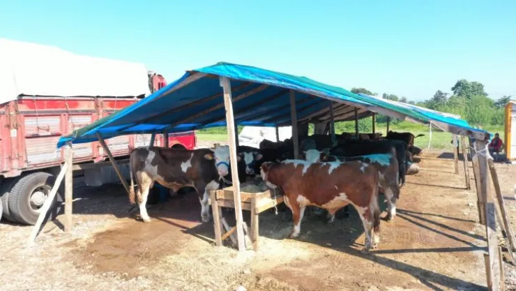 Kurbanlık hayvan satışı için hazırlıklar başladı