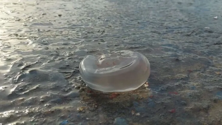 Marmara denizi için uyarı: Sakın dokunmayın