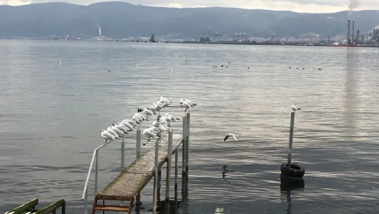 Martılar ve TÜPRAŞ'ın dumanı…
