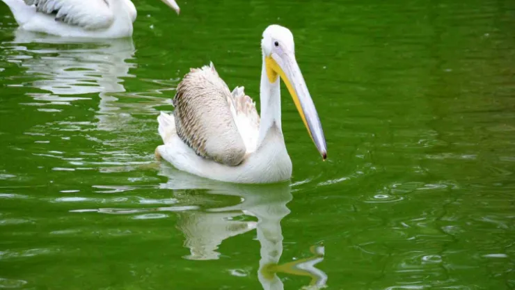 Midesinden plastik şişe çıkarılan pelikanın son durumu