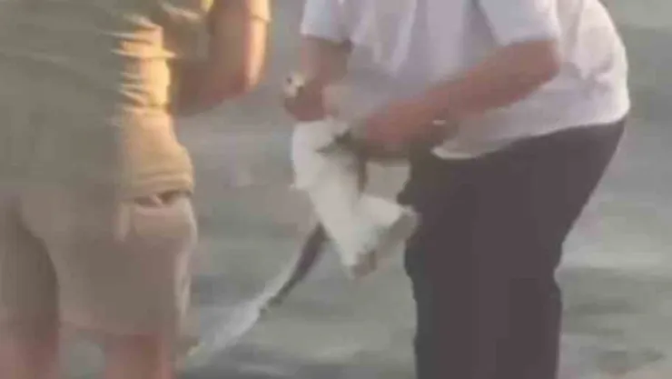 Oltaya balık yerine martı takıldı