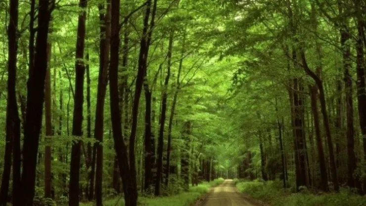 Ormanlık alanlara girmek yasaklandı