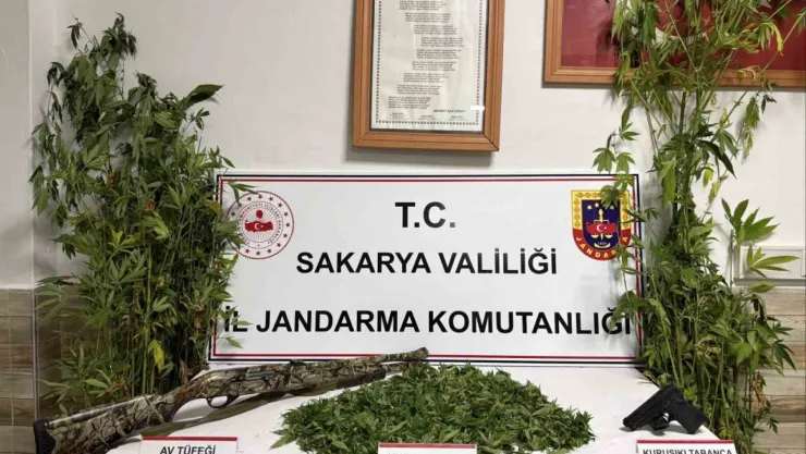 Ormanlık araziden kenevir hasat ederken suçüstü yakalndı