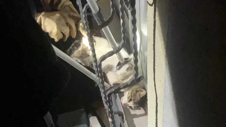 Pencere korkuluğuna sıkışan kediyi itfaiye kurtardı