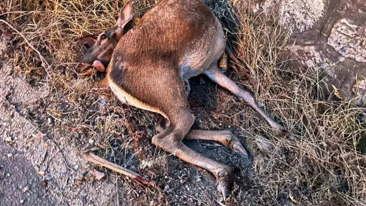Sakarya'da yola fırlayan geyiğe otomobil çarptı
