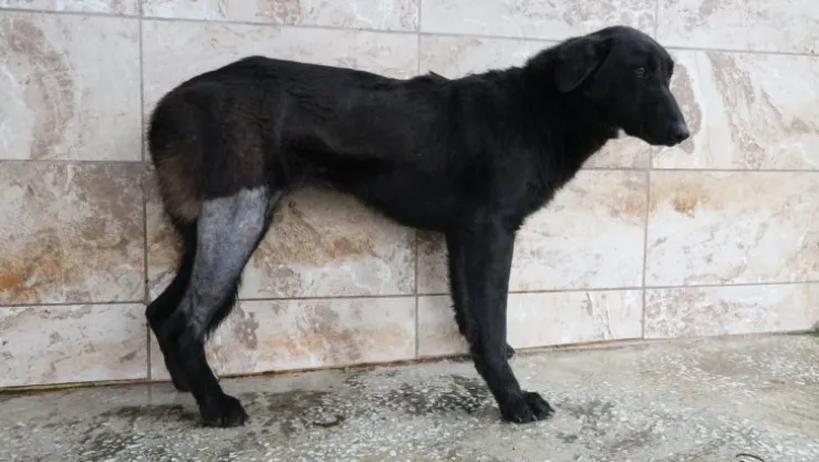 Silahla yaralanan köpek hayata bağlandı
