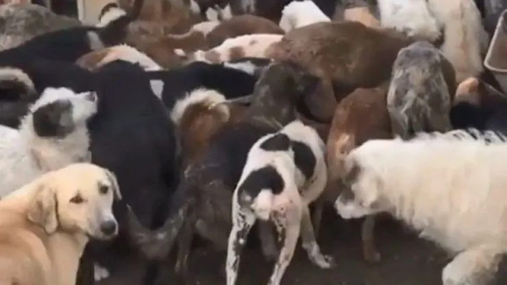 Sokak hayvanları operasyonla kurtarıldı