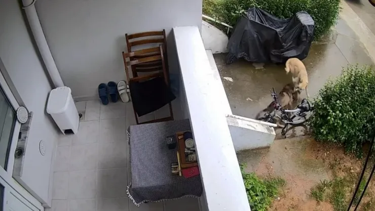 Sokak köpekleri yavru köpeği ve kediyi parçaladı