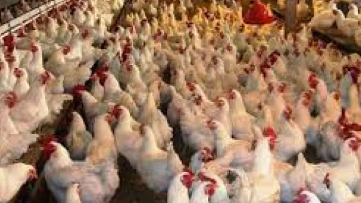 Tavuk eti üretimi azaldı
