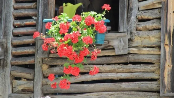 Terk edilen 150 yıllık ahşap ev, çiçeklendirilerek hayata döndürüldü