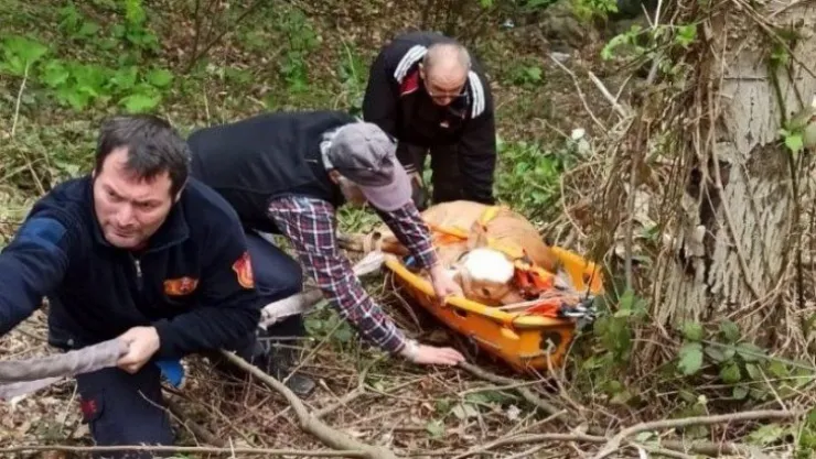 Uçuruma düşen inek sedye ile kurtarıldı