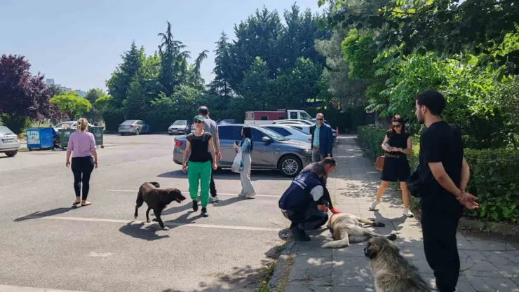 Yahya Kaptan'daki saldırgan köpeklere müdahale