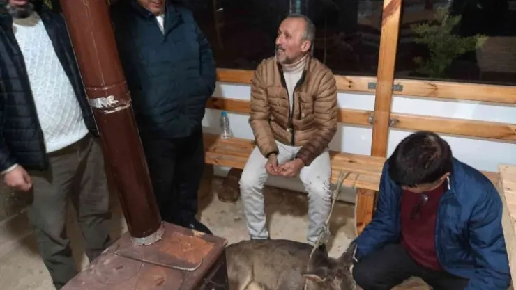 Yaralı karacaya köylüler sahip çıktı