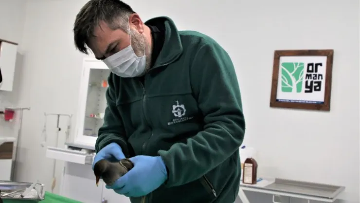 Yaralı su tavuğu Ormanya'da tedavi ediliyor