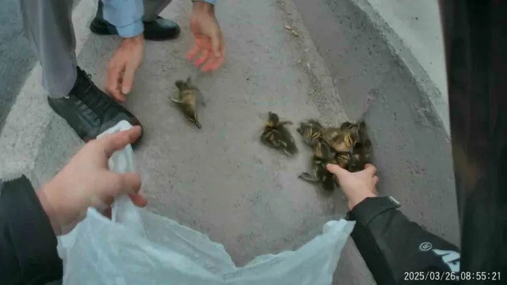 Yavru ördekler trafiği birbirine kattı