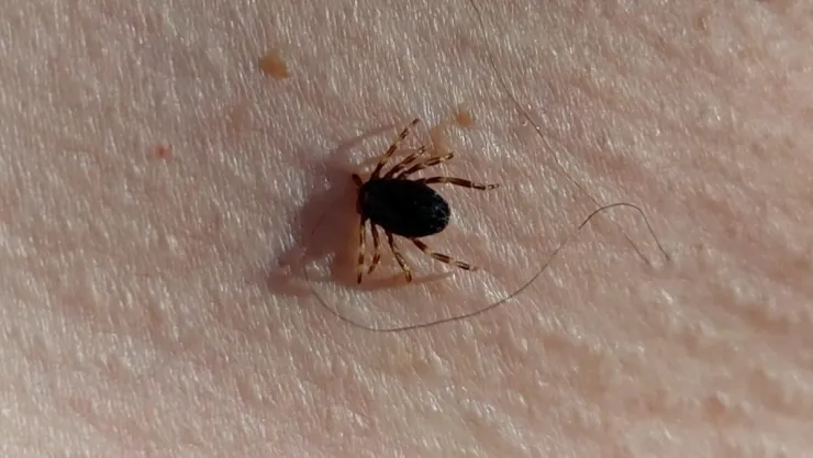 Yılın ilk kene vakası görüldü, Uzmandan uyarı