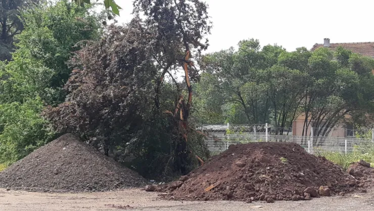 Yine ağaç yok edildi