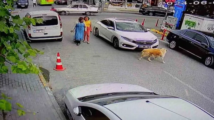 Köpeğe çarptı, arkasına bile bakmadı