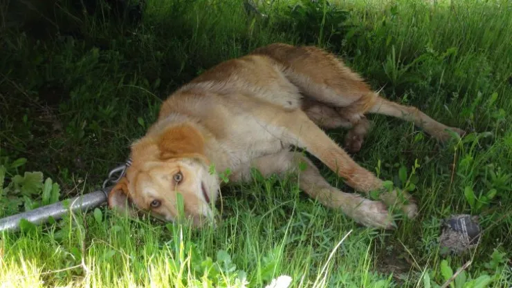 Karşıya geçmek isteyen köpeğe otomobil çarptı