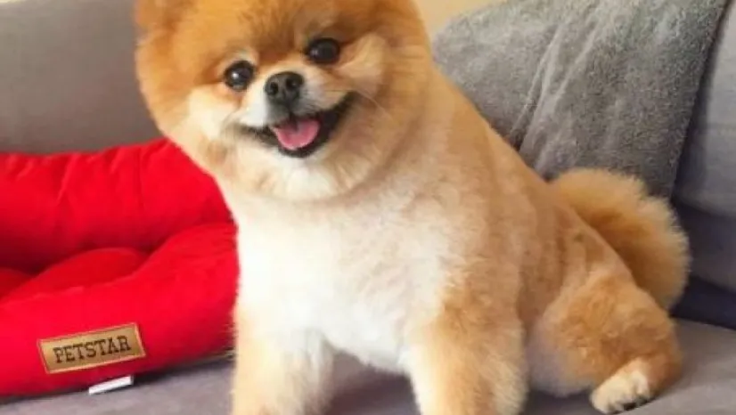 Birbirinden sevimli Boo fotoğrafları