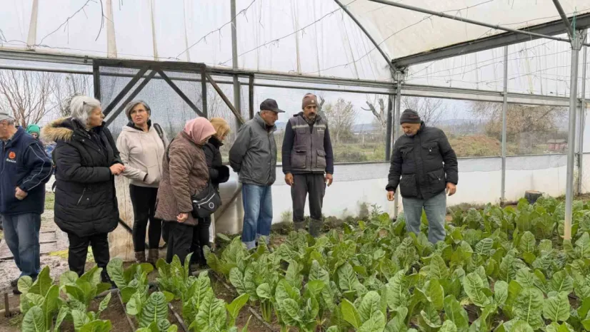 Saygınlar Kulübü üyeleri serada hasat yaptı