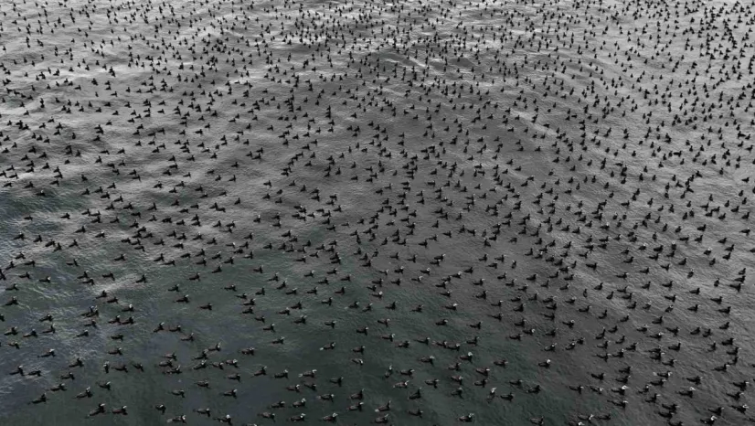 Karabatak kuşları İstanbul Boğazı'nda bir araya geldi