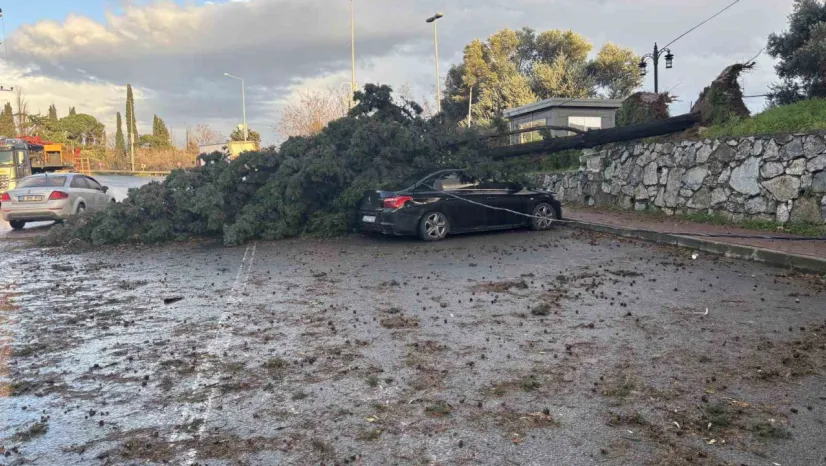 Gebze'de fırtınada iki otomobilin üzerine ağaç devrildi