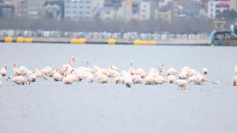 İzmit Körfezi'nin zarif misafirleri şenlikte görüntülendi