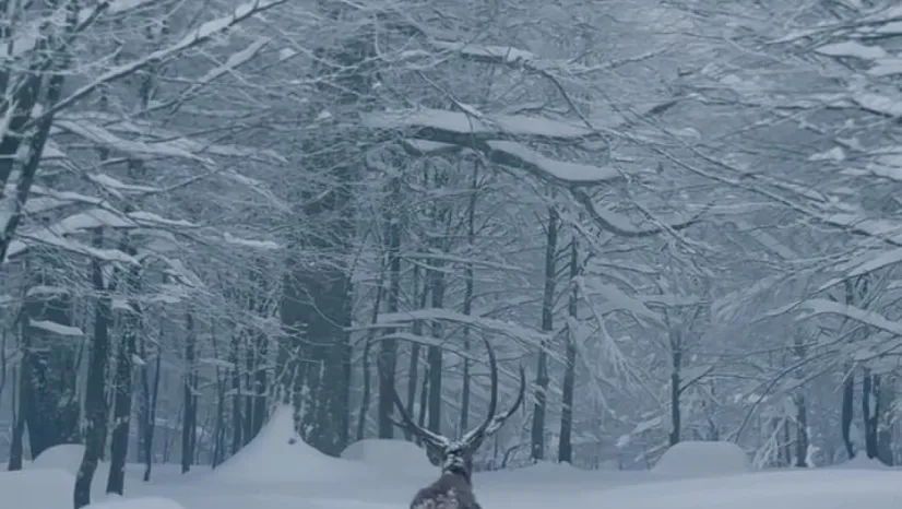 Karla kaplı Kartepe'de kızıl geyik güzelliği
