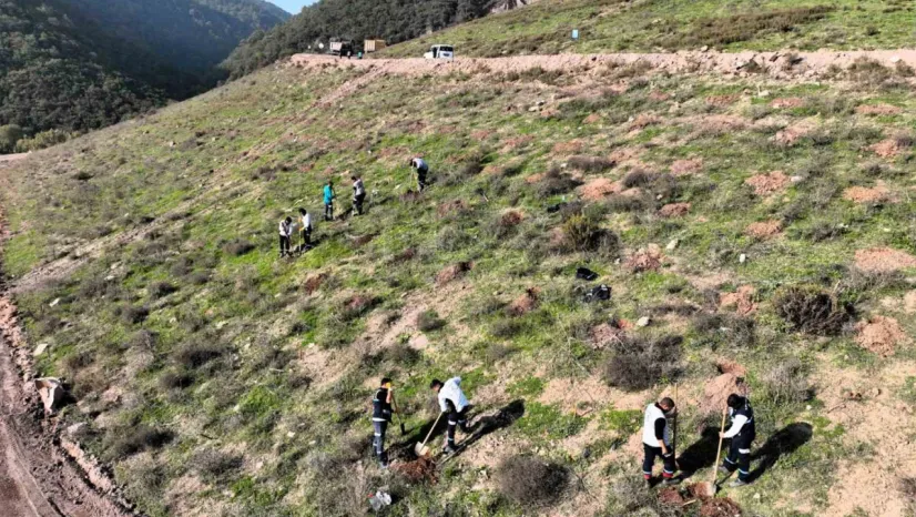 Körfez'e 3 bin 300 Toros sediri dikilecek