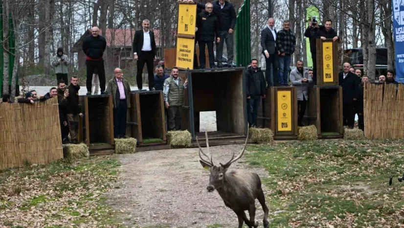 Kuzuyayla'nın GPS'li geyikleri