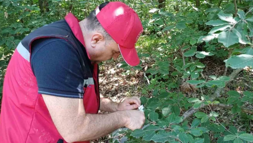 Savaşçı arılar tek tek bırakıldı