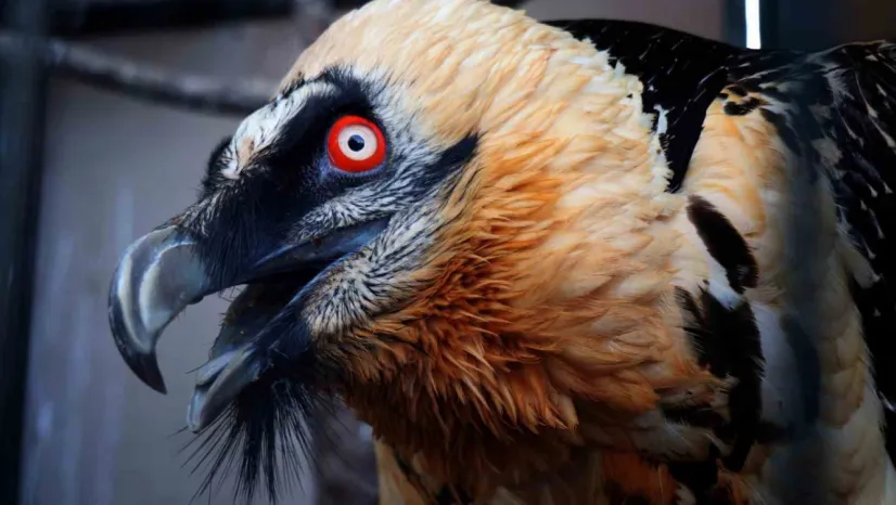 Sakallı akbaba artık yeni yuvasında