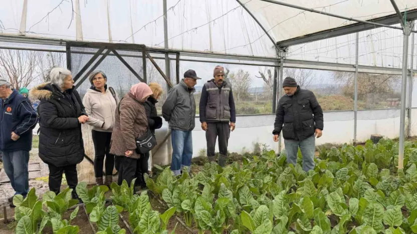 Saygınlar Kulübü üyeleri serada hasat yaptı