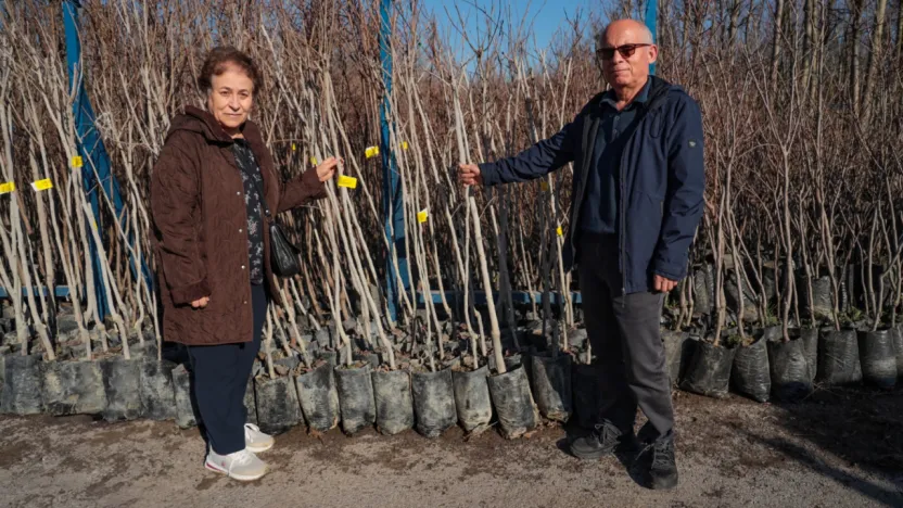 3.600 Trabzon hurması fidanı dağıtılacak