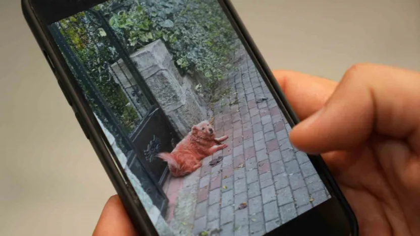 Boyalı köpekler merak uyandırdı