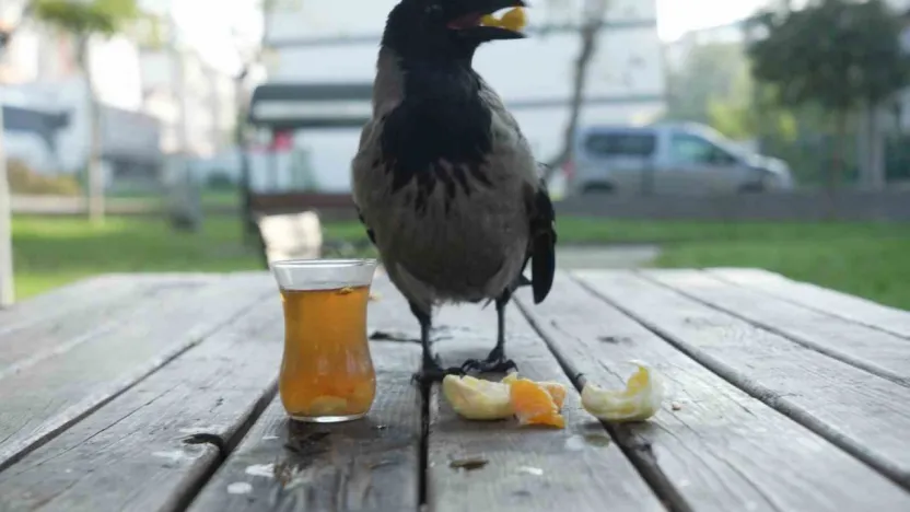 Bu karga çay içip Rize helvası yiyor: Organik gıdaları seviyor
