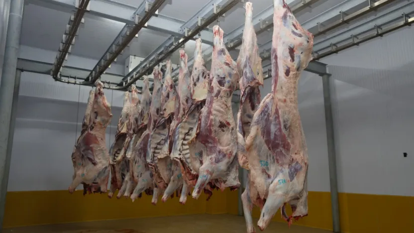 Büyükşehir Mezbahası'nda hijyenik ve helal kesim