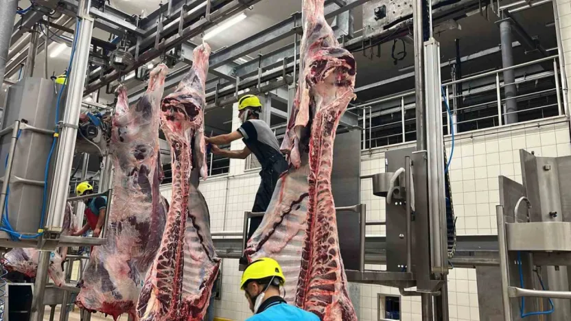 Büyükşehir mezbahasında bakın kaç kesim yapıldı