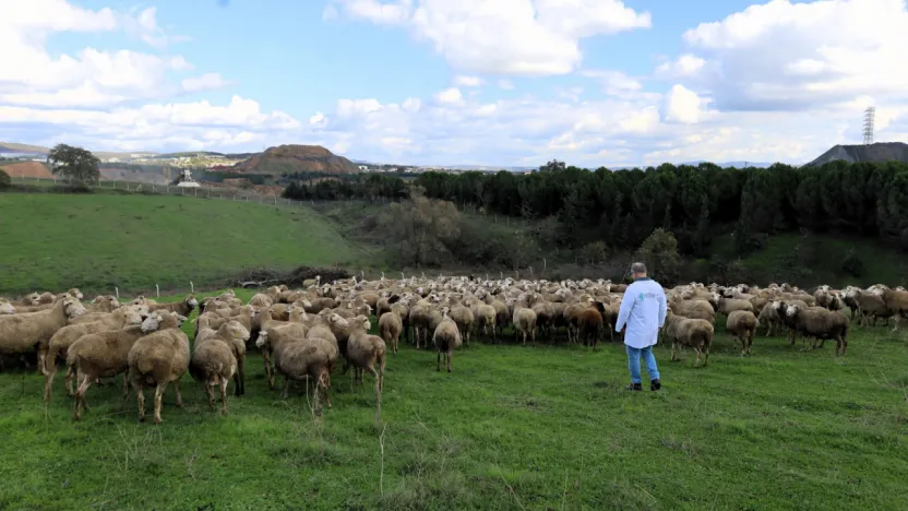 Damızlık koç desteği kuzulama oranlarında artış sağladı