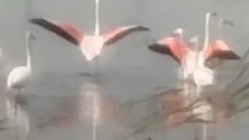 Flamingolar Körfez'de