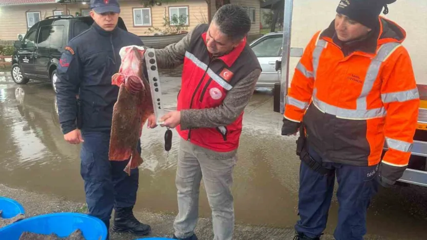 Kocaeli'de kaçak av operasyonu!