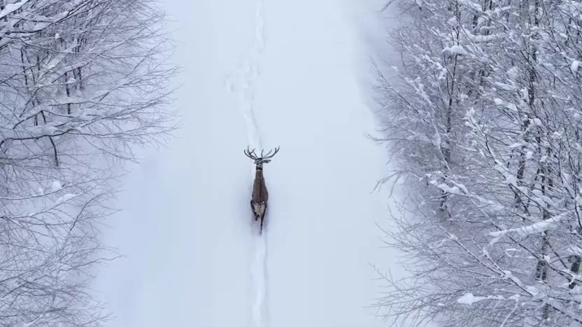 Karların arasında süzülen kızıl geyik havadan görüntülendi
