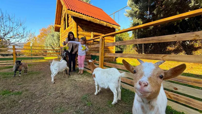 Keçi, ördek, tavuk, tavşan: Hepsinin görevi Çok özel